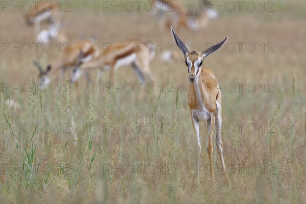 Springbok (Antidorcas marsupialis)