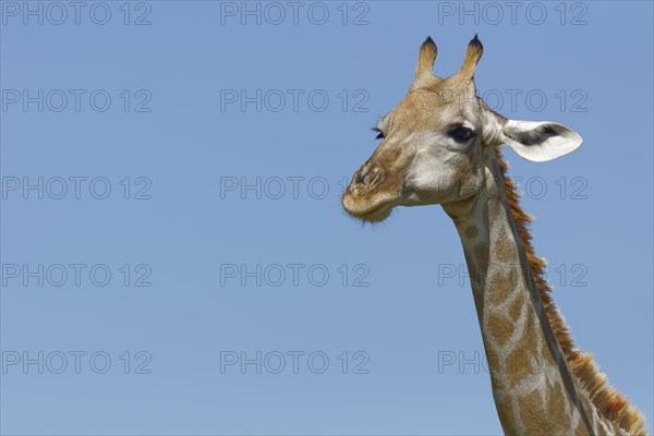 South African giraffe (Giraffa camelopardalis giraffa)