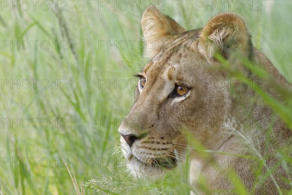 Lioness (Panthera leo)