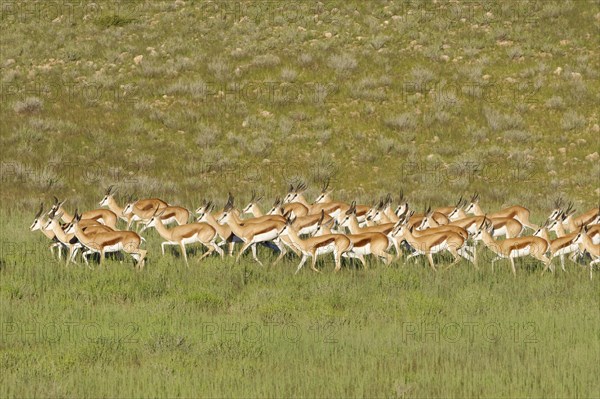 Springboks (Antidorcas marsupialis)