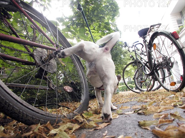 Jack Russell Terrier marks his territory