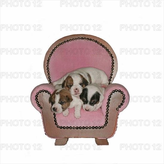 Jack Russell Terrier