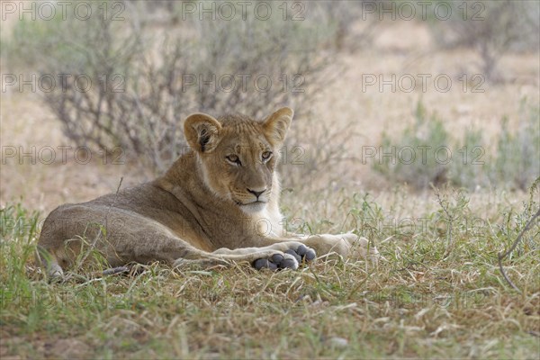 Lion (Panthera leo vernayi)