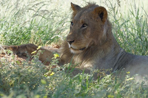 Lion (Panthera leo vernayi)