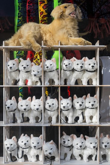 Shop window with toy dogs