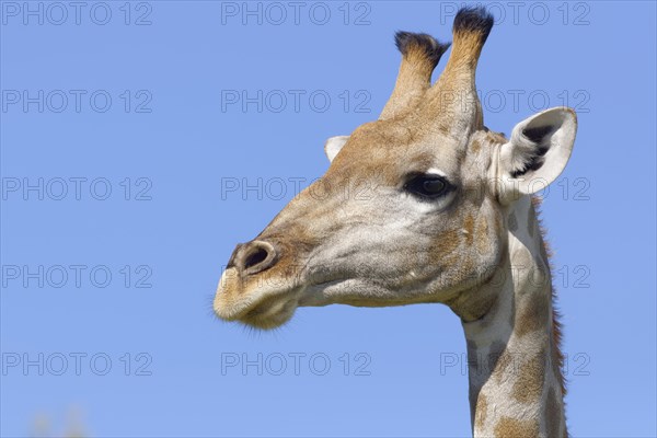 South African giraffe (Giraffa camelopardalis giraffa)