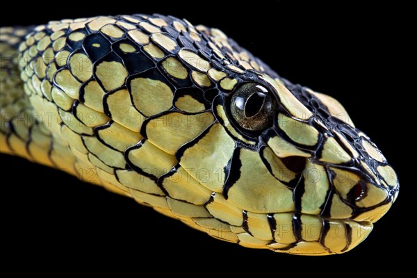Sumatran Pitviper (Trimeresurus sumatranus) Captive
