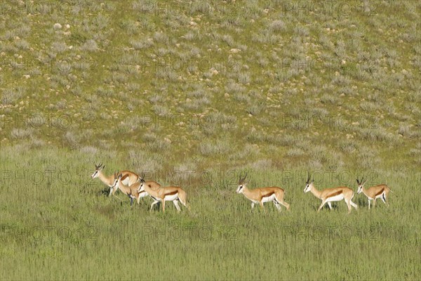 Springboks (Antidorcas marsupialis)