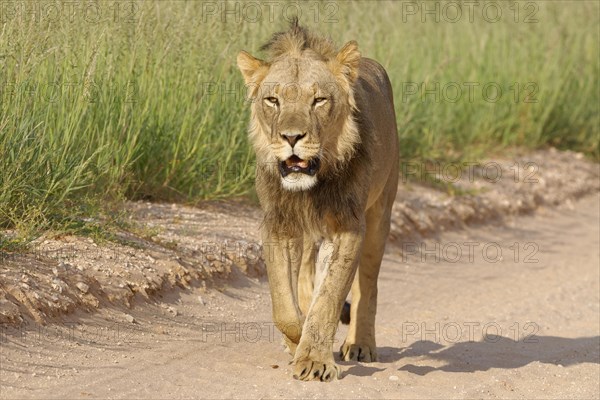 Black-maned lion (Panthera leo vernayi)