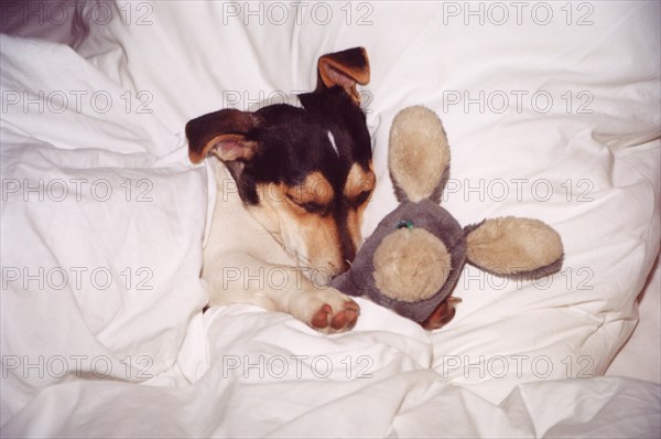Jack Russell Terrier sleeps in bed with stuffed animal
