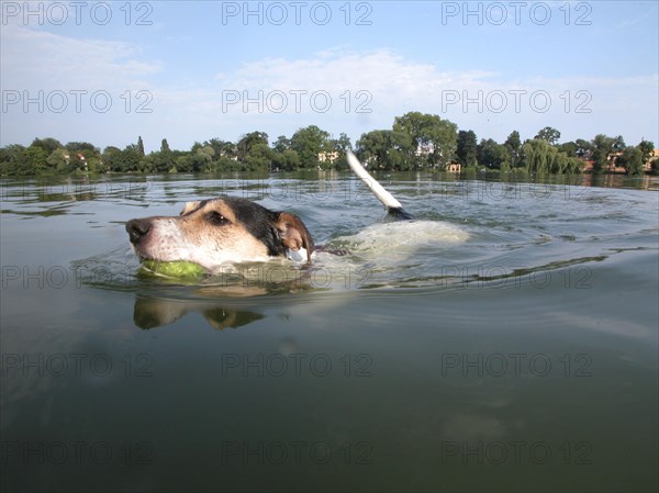 Jack Russell Terrier swims