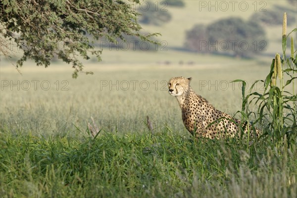Cheetah (Acinonyx jubatus)