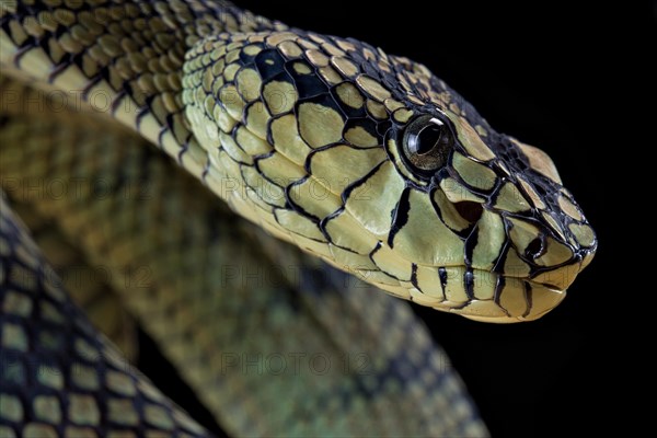 Sumatran Pitviper (Trimeresurus sumatranus) Captive