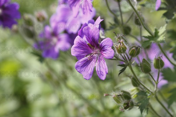 Cranesbill (Geranium) purple flowers