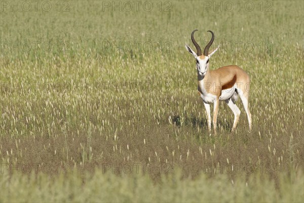 Springbok (Antidorcas marsupialis)