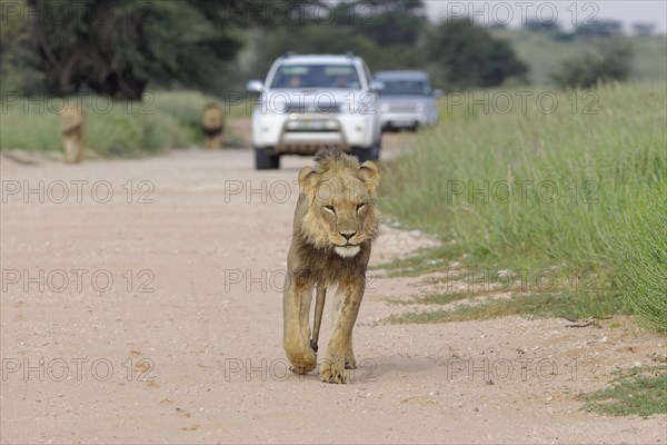 Black-maned lions (Panthera leo vernayi)