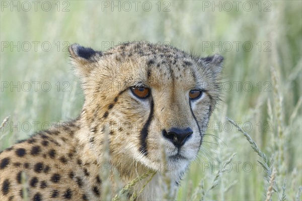 Cheetah (Acinonyx jubatus)