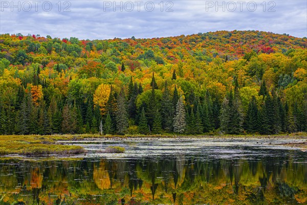 Autumn forest reflected in lake near La Minerve Laurentians Quebec Canada