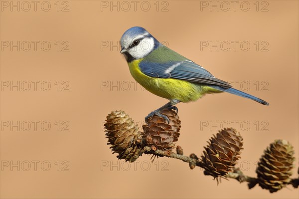 Blue tit (Parus caeruleus) sitting on cones of a larch