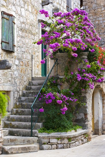 Flowering shrub (Bougainvillea) in the old town