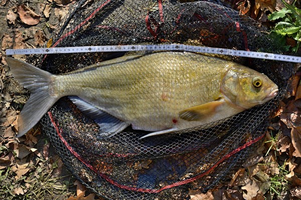 Common bream (Abramis brama) is measured after the catch