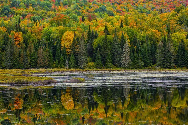 Autumn forest reflected in lake near La Minerve Laurentians Quebec Canada