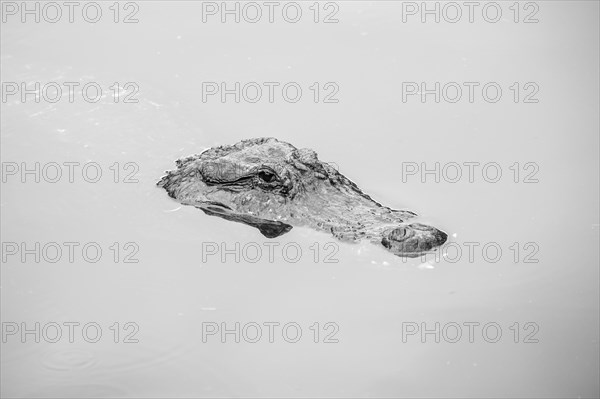 American crocodile (Crocodylus acutus) in water