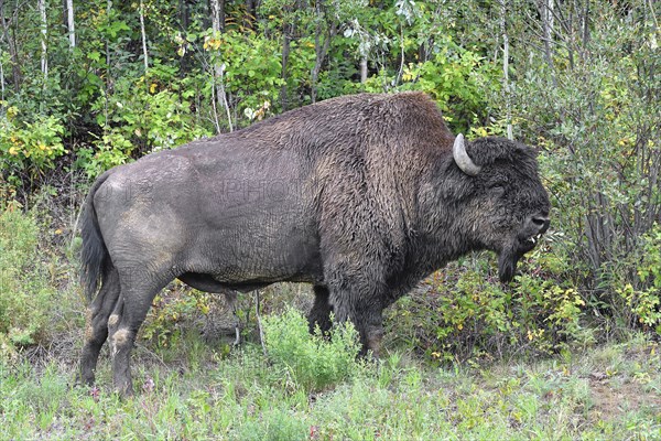 North American Wood bison (Bison bison athabascae)