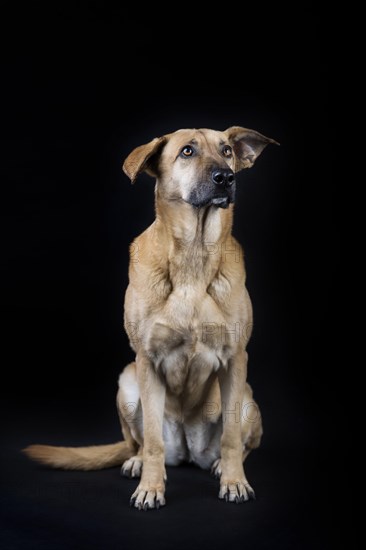 Mixed breed dog