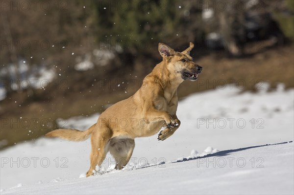 Mixed breed dog