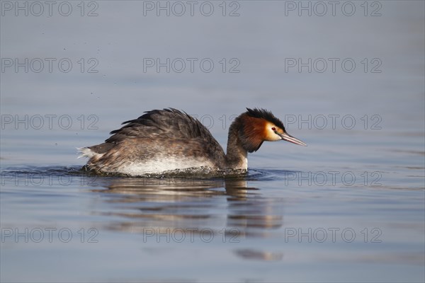 Great crested grebe (Podiceps cristatus) adult bird swimming on a lake