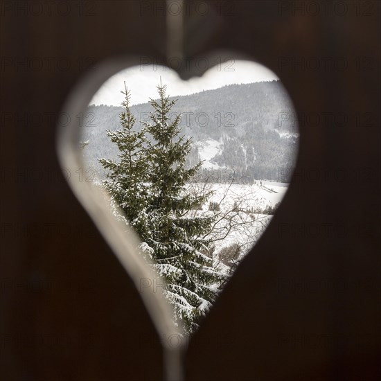Snowy conifer