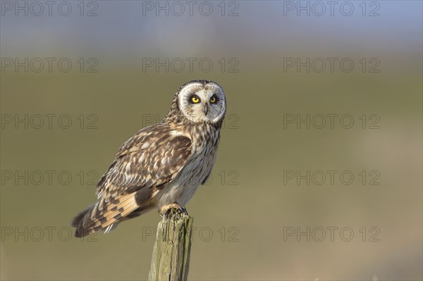 Short-eared owl (Asio flammeus) sitting on fence post