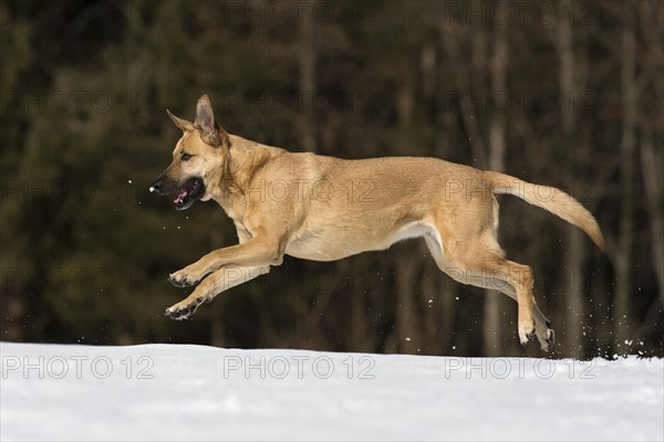 Mixed breed dog