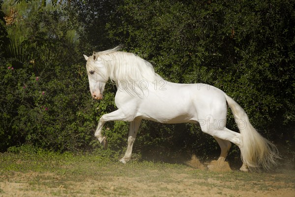 Spanish grey stallion on the move