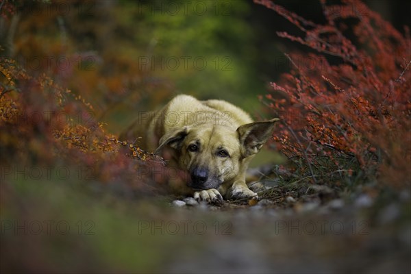 Mongrel dog