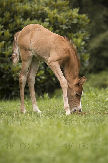 Arabian horse foal eats horse droppings
