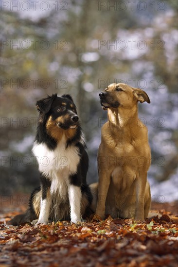 Australian Shepherd male and mixed-breed female in autumn foliage