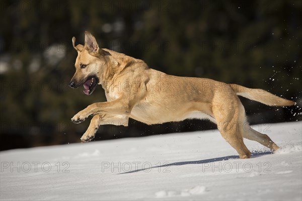 Mixed breed dog