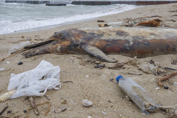 Dead Dolphin washed up on the sandy beach is surrounded by plastic garbage