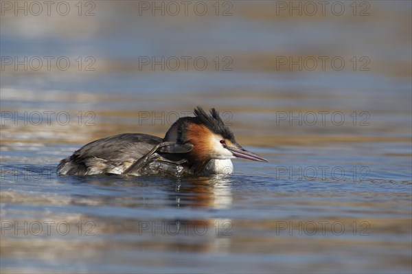 Great crested grebe (Podiceps cristatus) adult bird preening itself on a lake