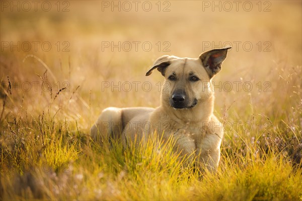 Mongrel dog