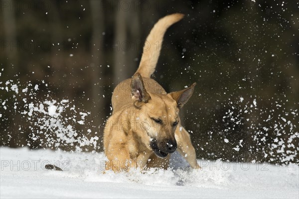 Mixed breed dog