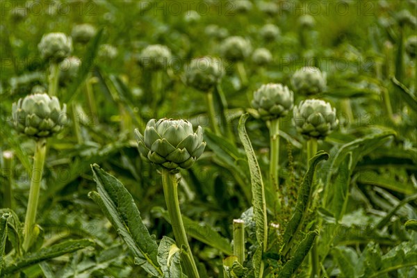 Field of artichokes