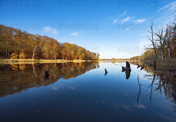 Schweingartensee in autumn