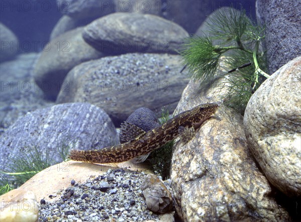 Stone loach