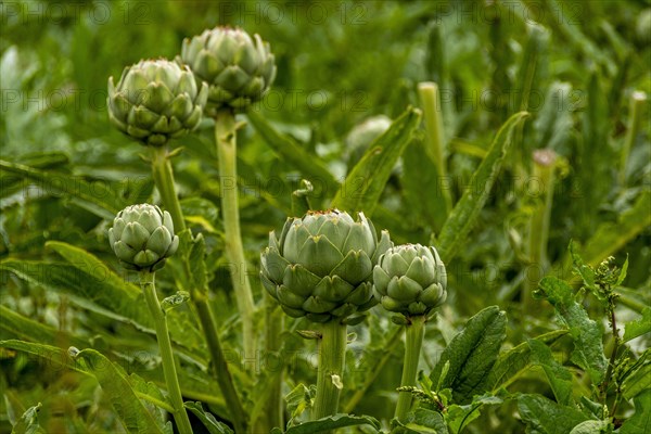 Field of artichokes (Cynara scolymus)