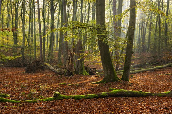 Untouched beech forest in autumn