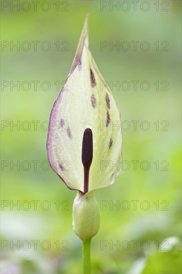 Wild arum (Arum maculatum) in spring