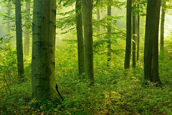 Old beech forest with beginning rejuvenation